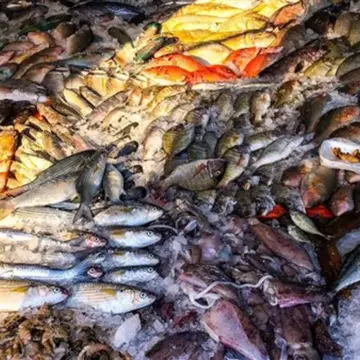 أسعار الأسماك اليوم الإثنين 20 – 4